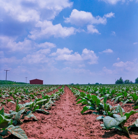 Rural Kentucky in early July